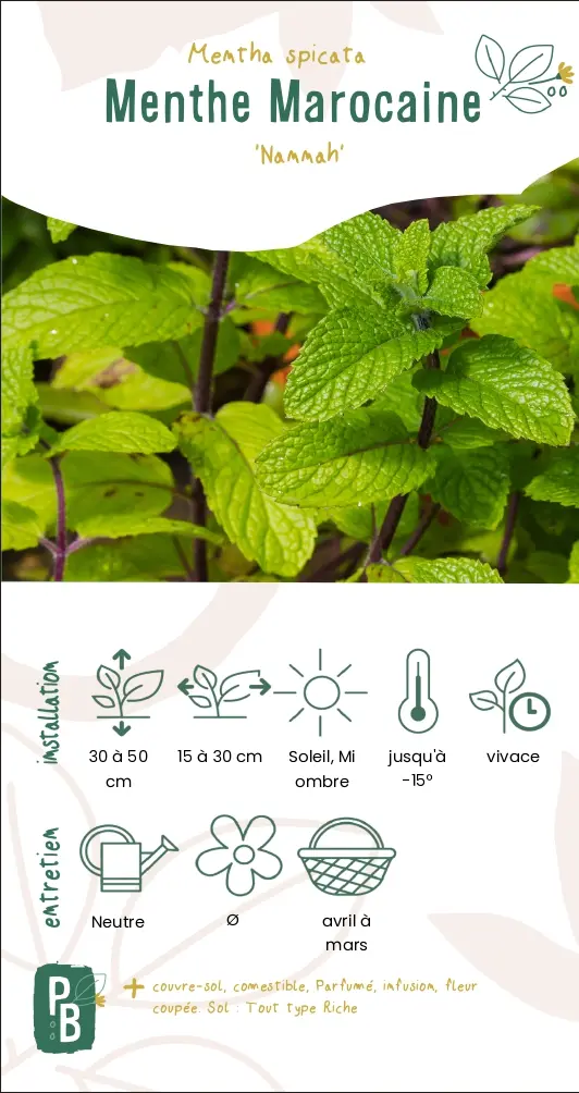 Menthe Marocaine 'nannah'