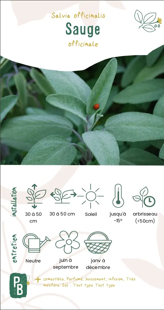 Sauge officinale