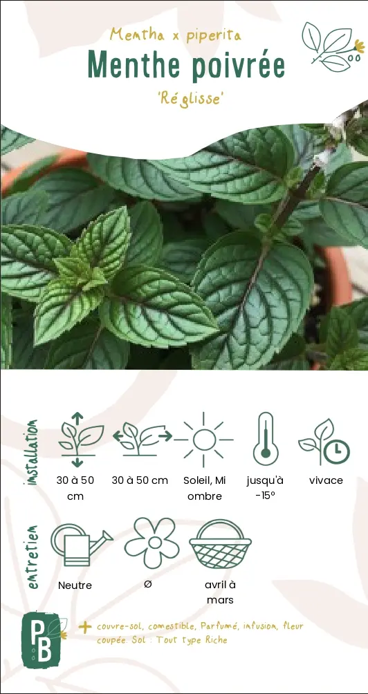 Menthe 'Réglisse'