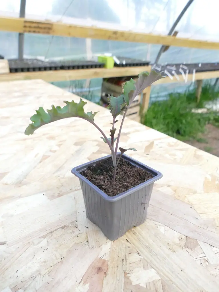 Chou Kale
