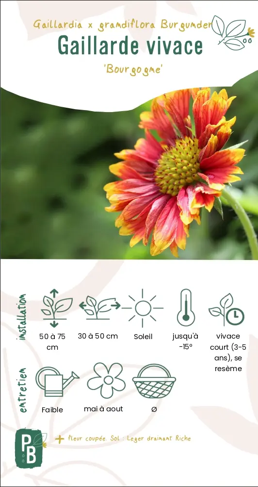 Gaillarde 'bourgogne' rouge (G9)