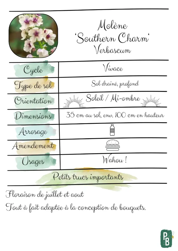 Molène 'Southern charm'