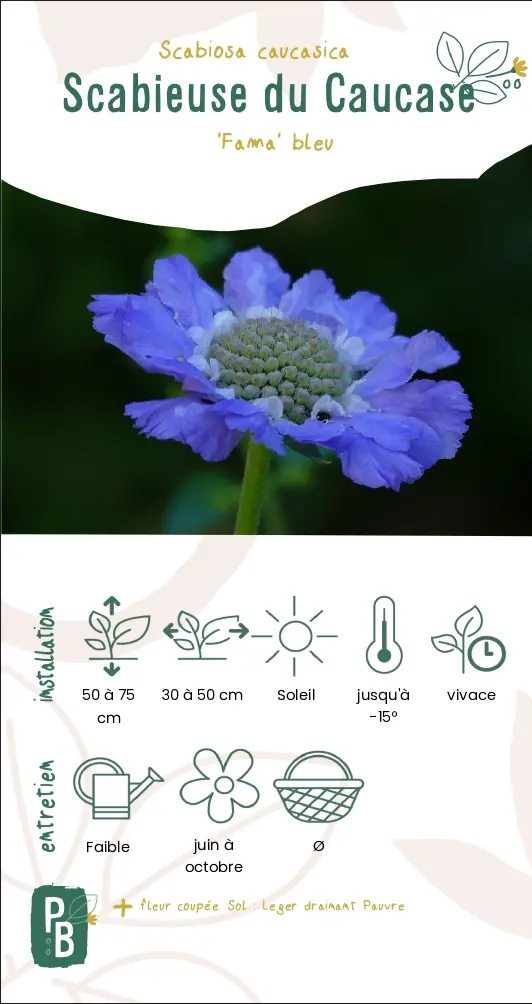 Scabieuse fama bleu
