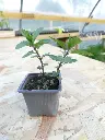 Menthe chocolat