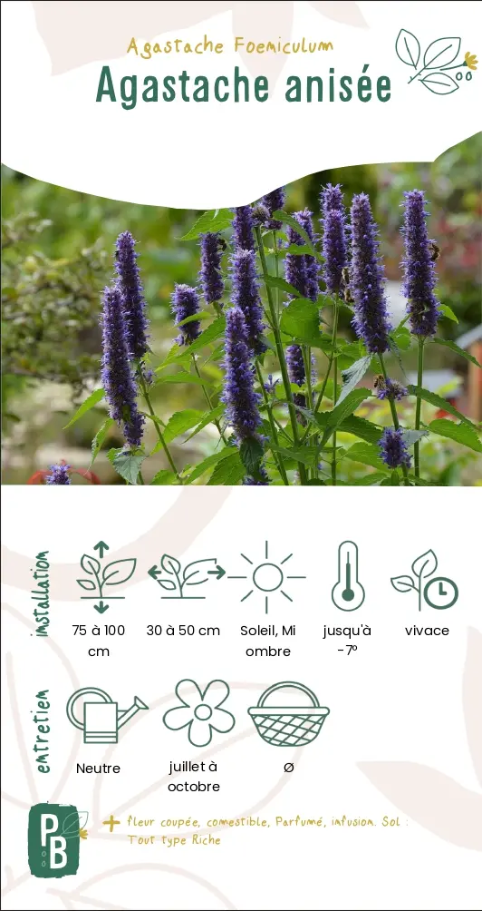 Agastache anisée (G9)