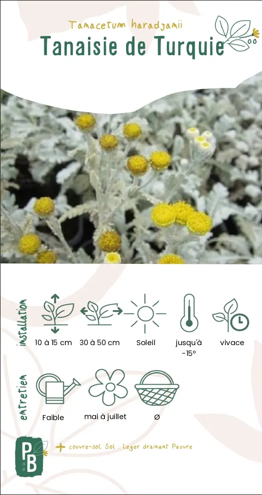 Tanacetum Haradjanii (G9)