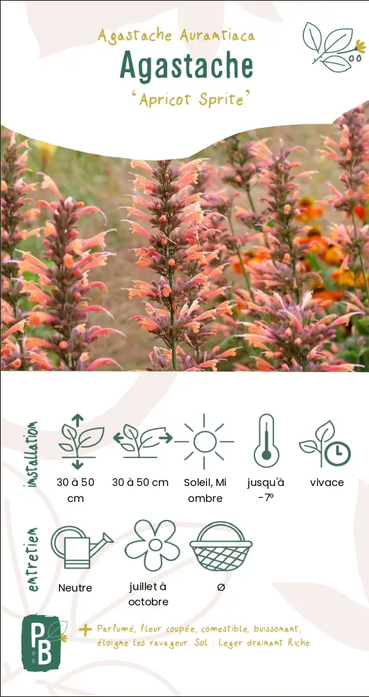 Agastache 'Apricot spirite' (G9)