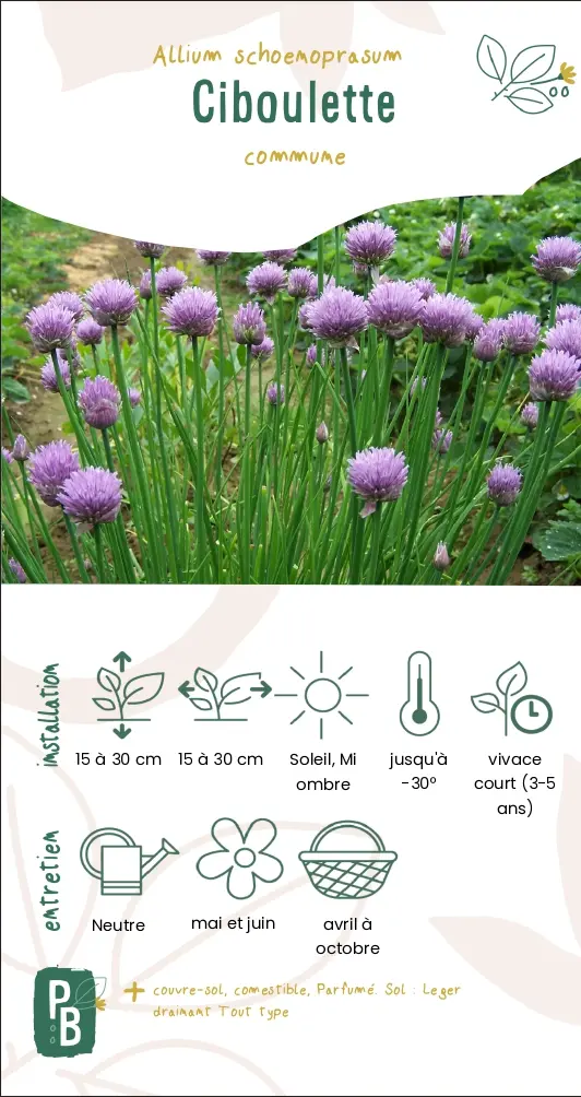 Ciboulette (G7)
