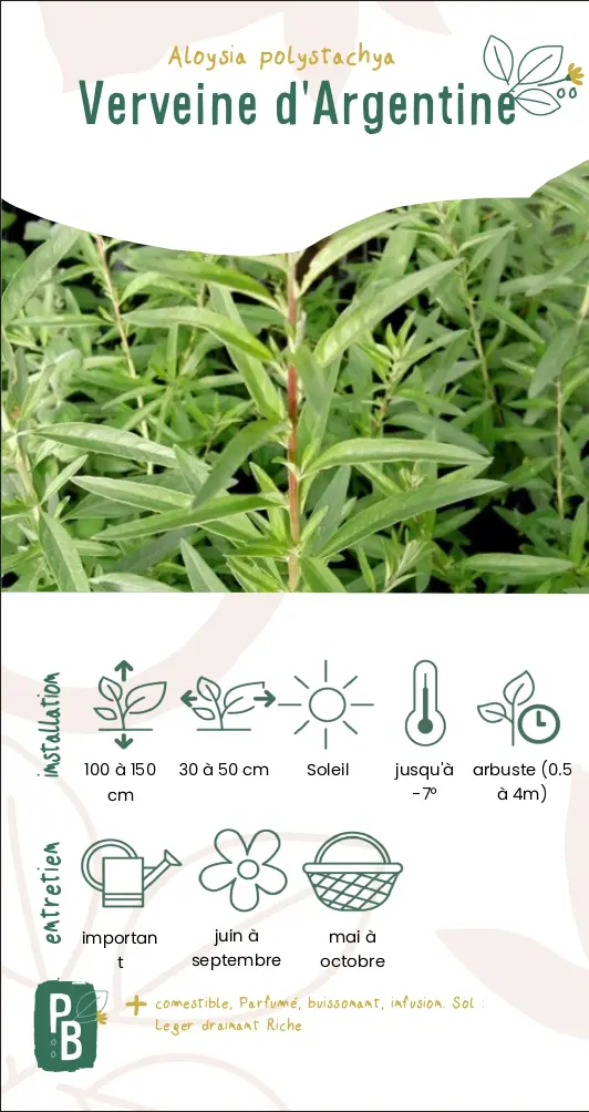 Verveine d'Argentine