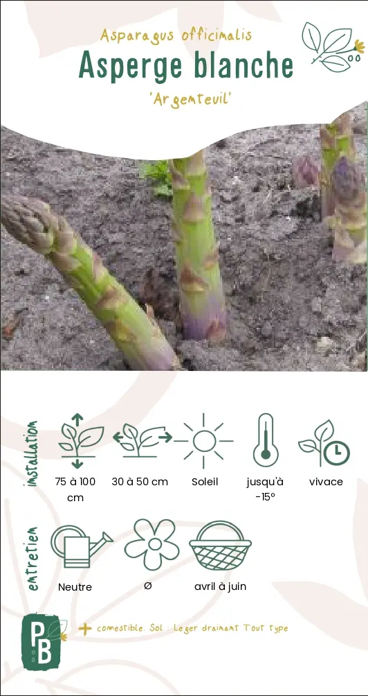 Asperge blanche
