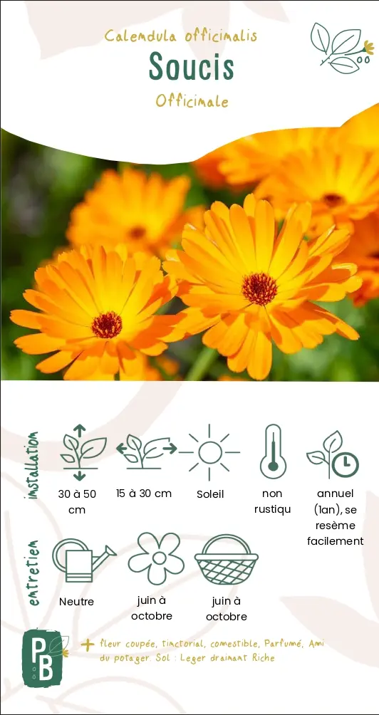 Soucis officinale (G7)