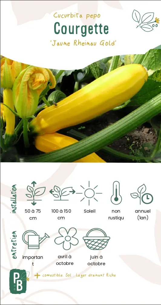 Courgette jaune 'Rheinau gold' (G7)