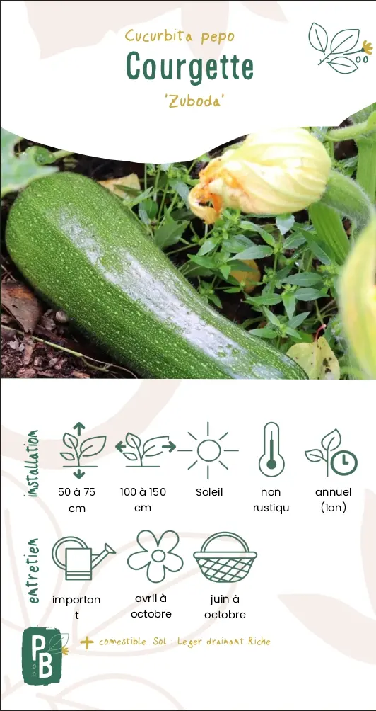Courgette 'Zuboda' (G7)