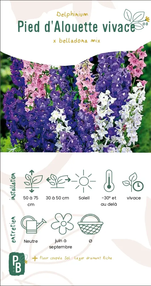 Pied d'Alouette vivace 'belladona mix'