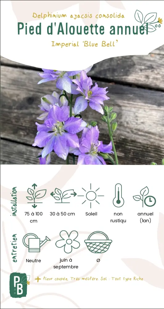 Pied d'Alouette annuel 'Blue bell'