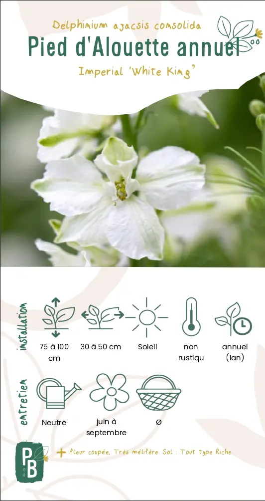Pied d'Alouette annuel 'White king'