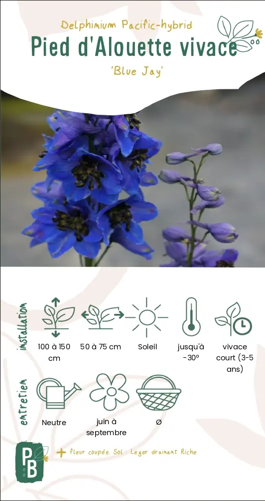 Pied d'Alouette vivace 'Blue Jay'