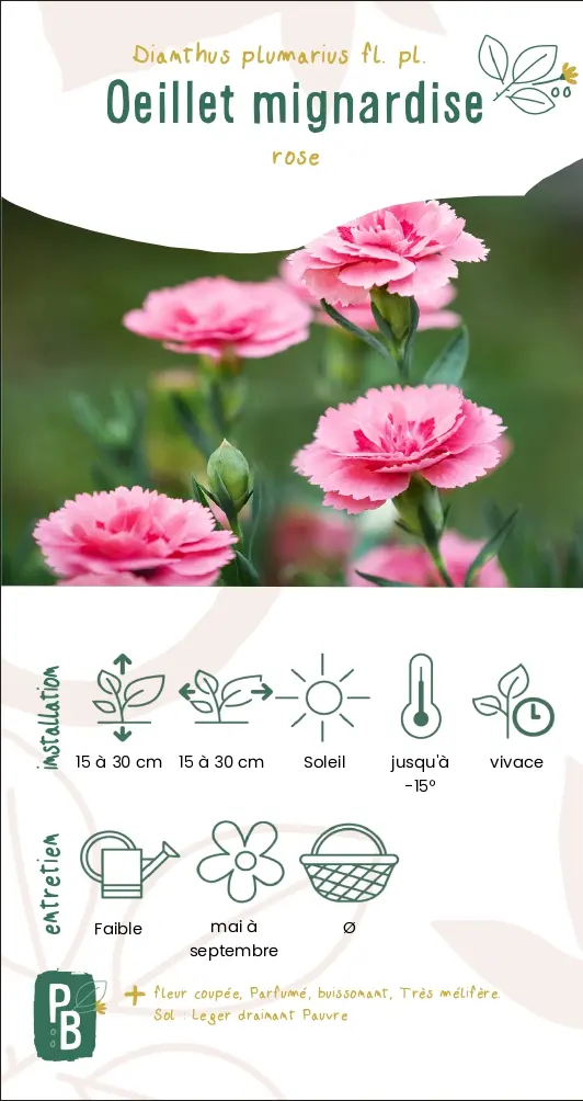 Oeillet mignardise rose