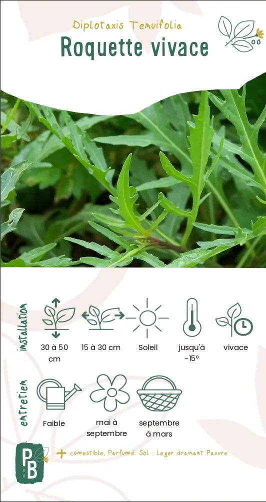 Roquette vivace