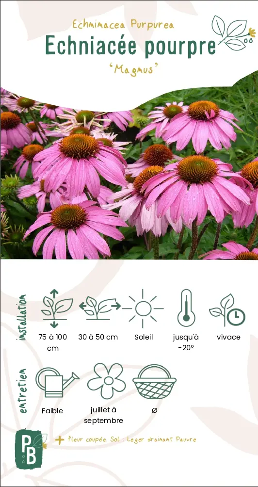 Echinacée pourpre 'Magnus'