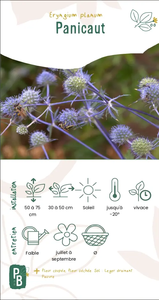 Panicaut