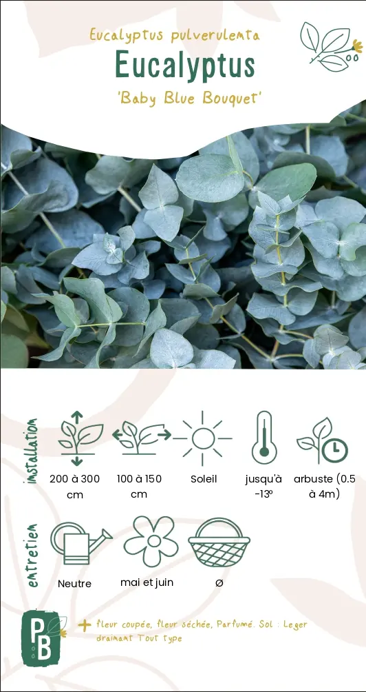 Eucalyptus 'Baby blue bouquet'