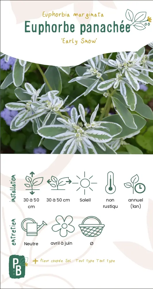 Euphorbe panachée 'Early snow'