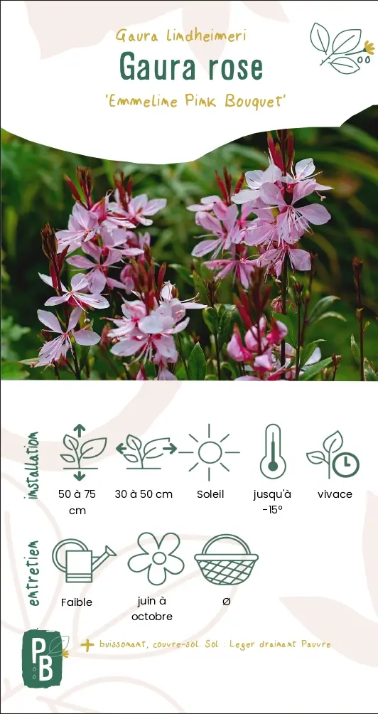 Gaura rose 'Emmeline pink bouquet'