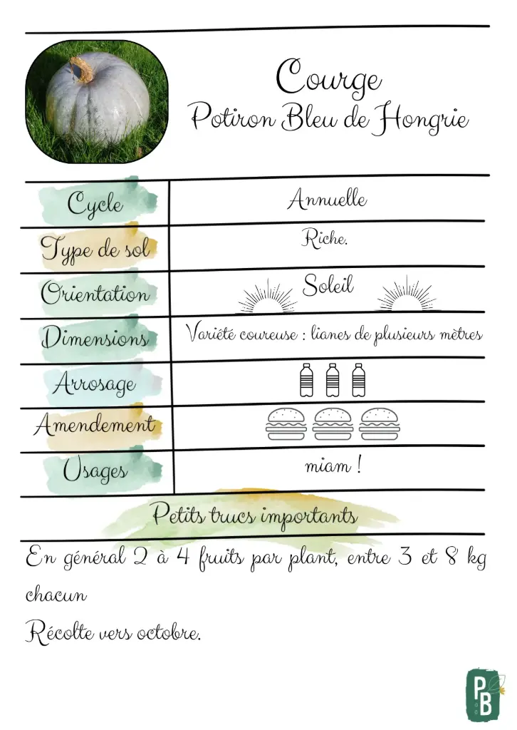 Courge potiron Bleu de Hongrie