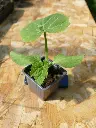 Courge potiron Bleu de Hongrie