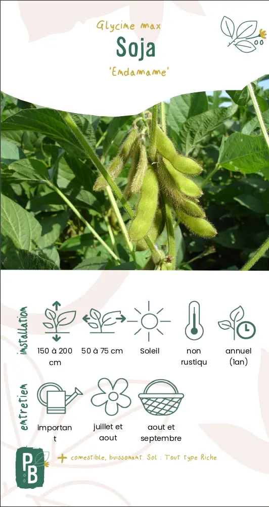 Soja 'Endamame'