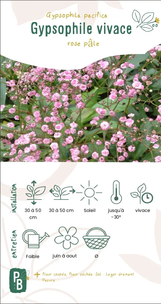 Gypsophile vivace rose pâle