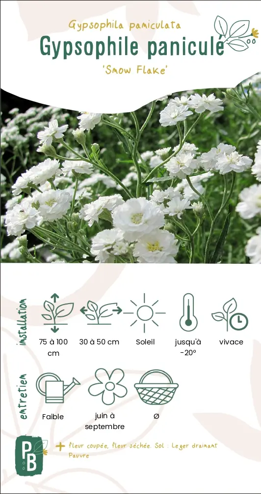 Gypsophile paniculé 'snow flake'