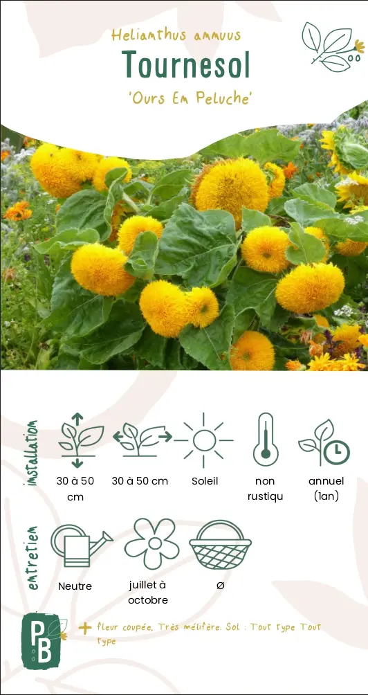 Tournesol 'Ours en peluche'