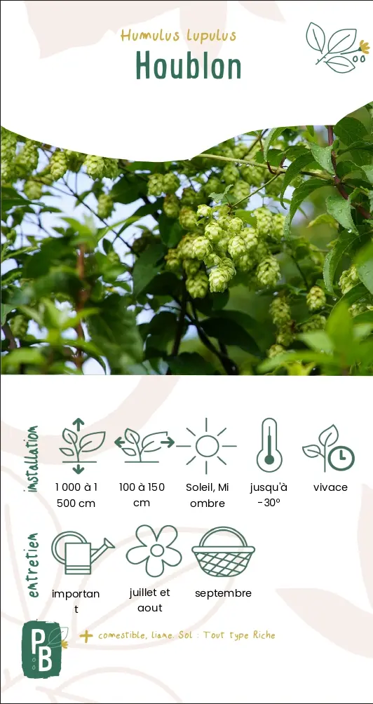 Houblon