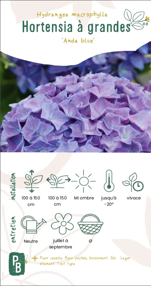 Hortensia 'Anda blue'