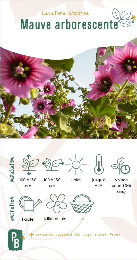 Mauve arborescente