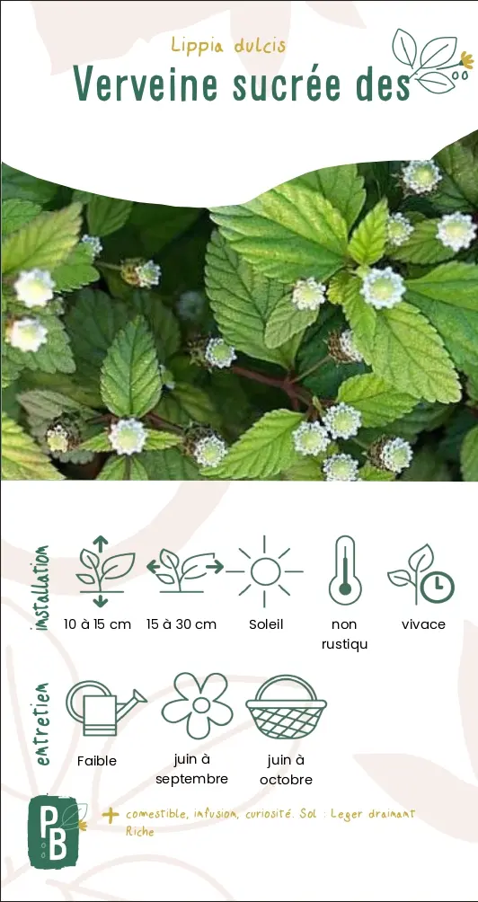 Verveine sucrée des Aztèques (G9)