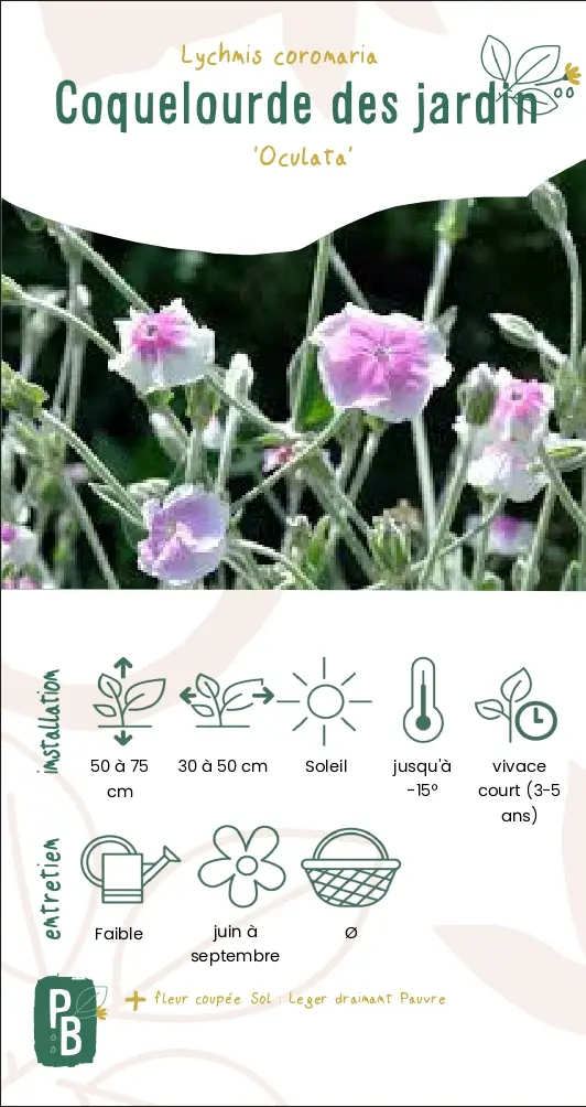 Coquelourde des jardins 'oculata'