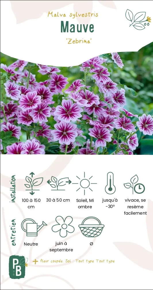 Mauve 'Zebrina'