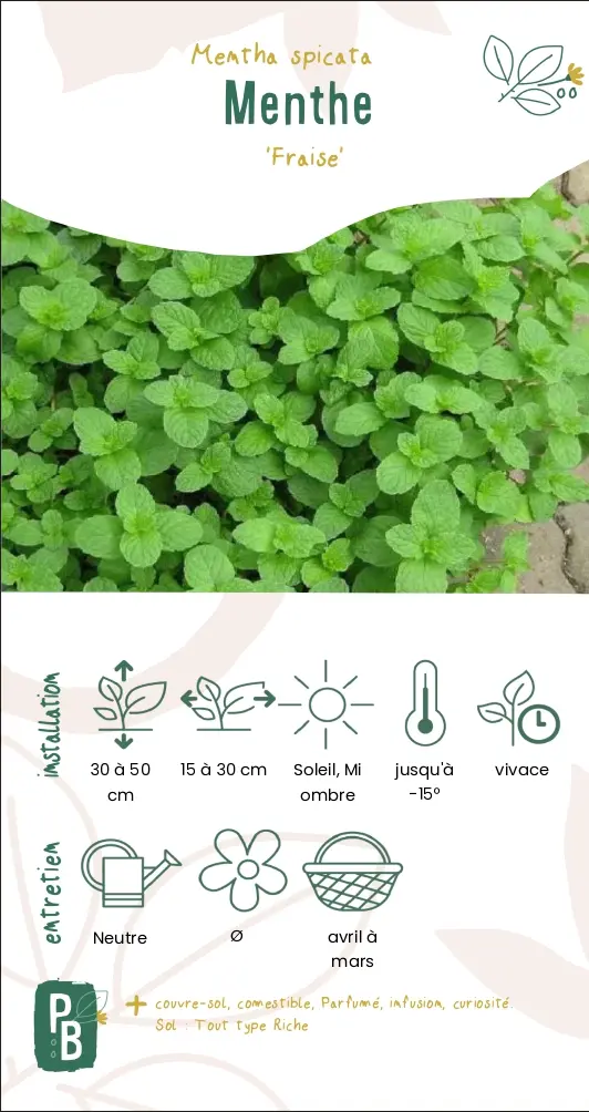 Menthe 'fraise'