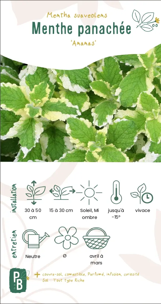 Menthe panachée 'ananas'