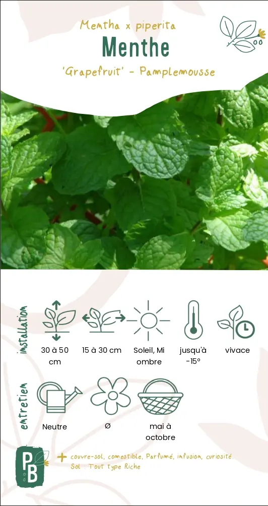 Menthe 'pamplemousse'