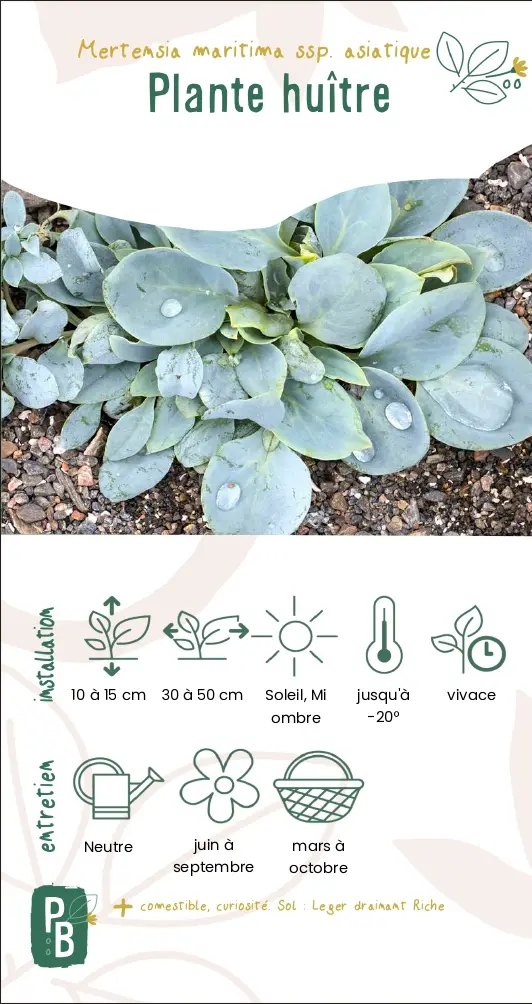 Plante huître (1L)