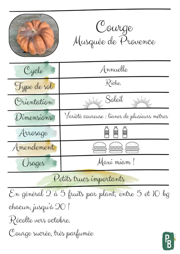 Courge Musquée de Provence