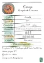 Courge Musquée de Provence