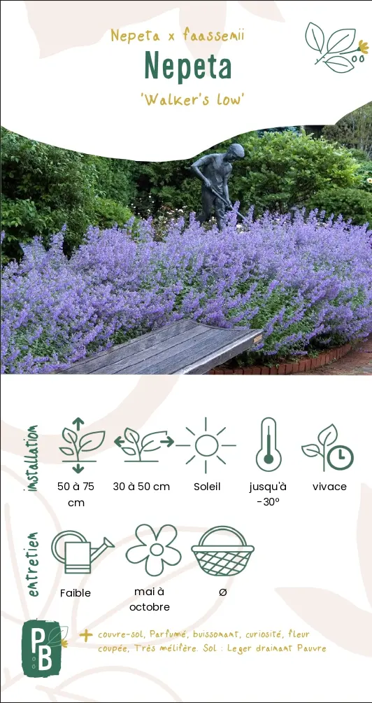 Nepeta 'Walker's low'