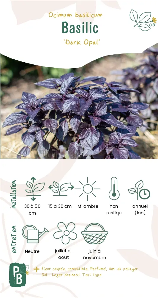 Basilic 'dark opale'