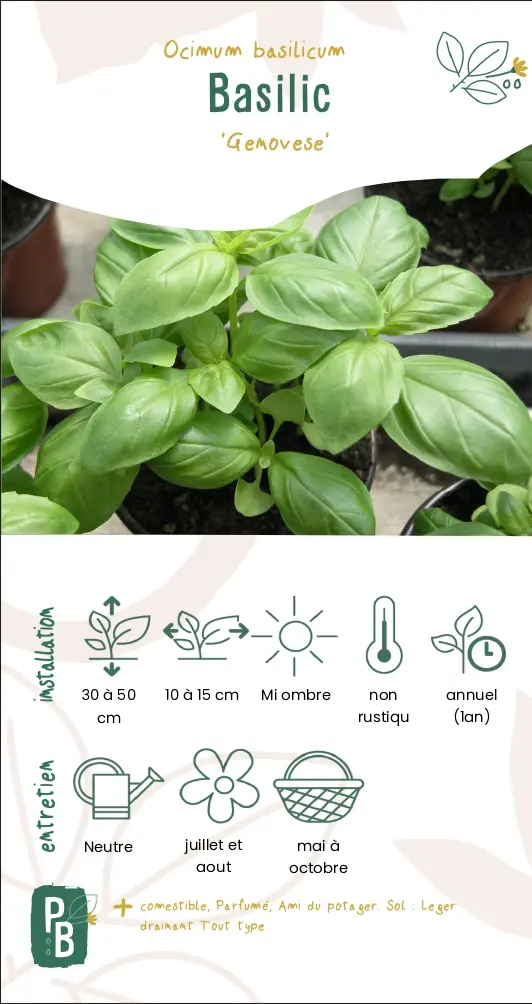 Basilic 'Genovese'