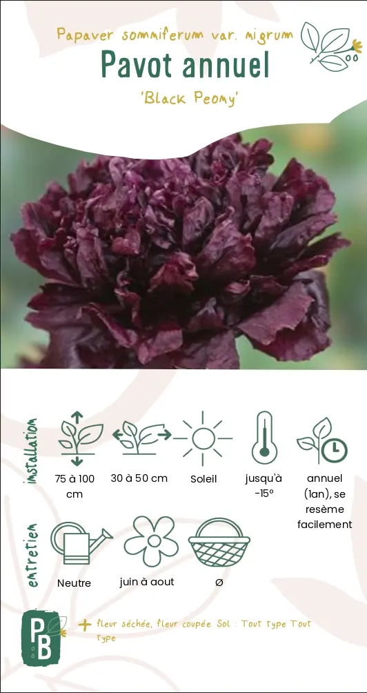 Pavot annuel 'Black peony'